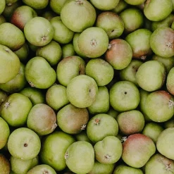 Rausch Anti-Pollution-Shampoo mit Apfel 40 ml