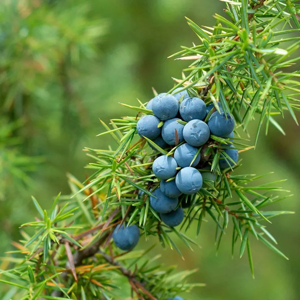 Rausch Energy-Boost-Shampoo mit Wacholder 200 ml