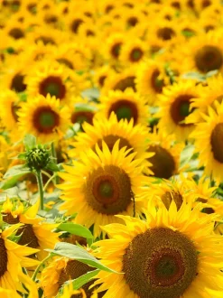 Rausch Haarspray Flexible Non-Aerosol Refill 400 ml