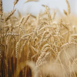Rausch Nähr-Shampoo mit Ei-Öl 200 ml