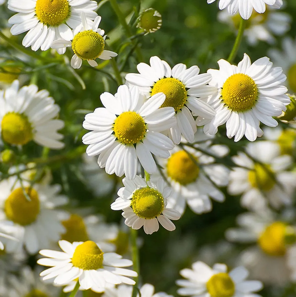 Rausch Pflege-Conditioner Schweizer Kräutern 30 ml