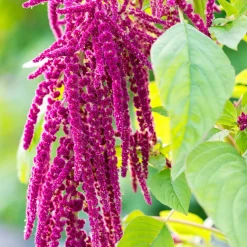 Rausch Repair-Conditioner mit Amaranth 150 ml