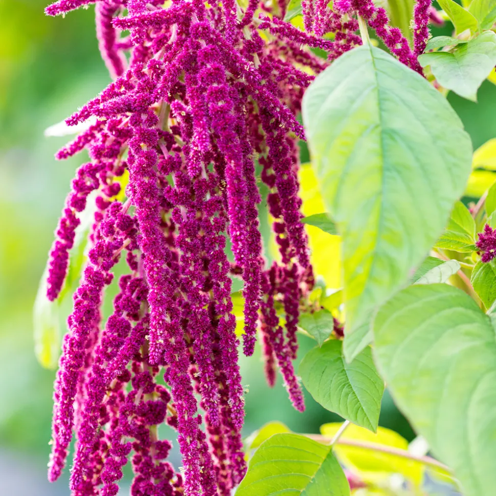 Rausch Repair-Conditioner mit Amaranth 150 ml