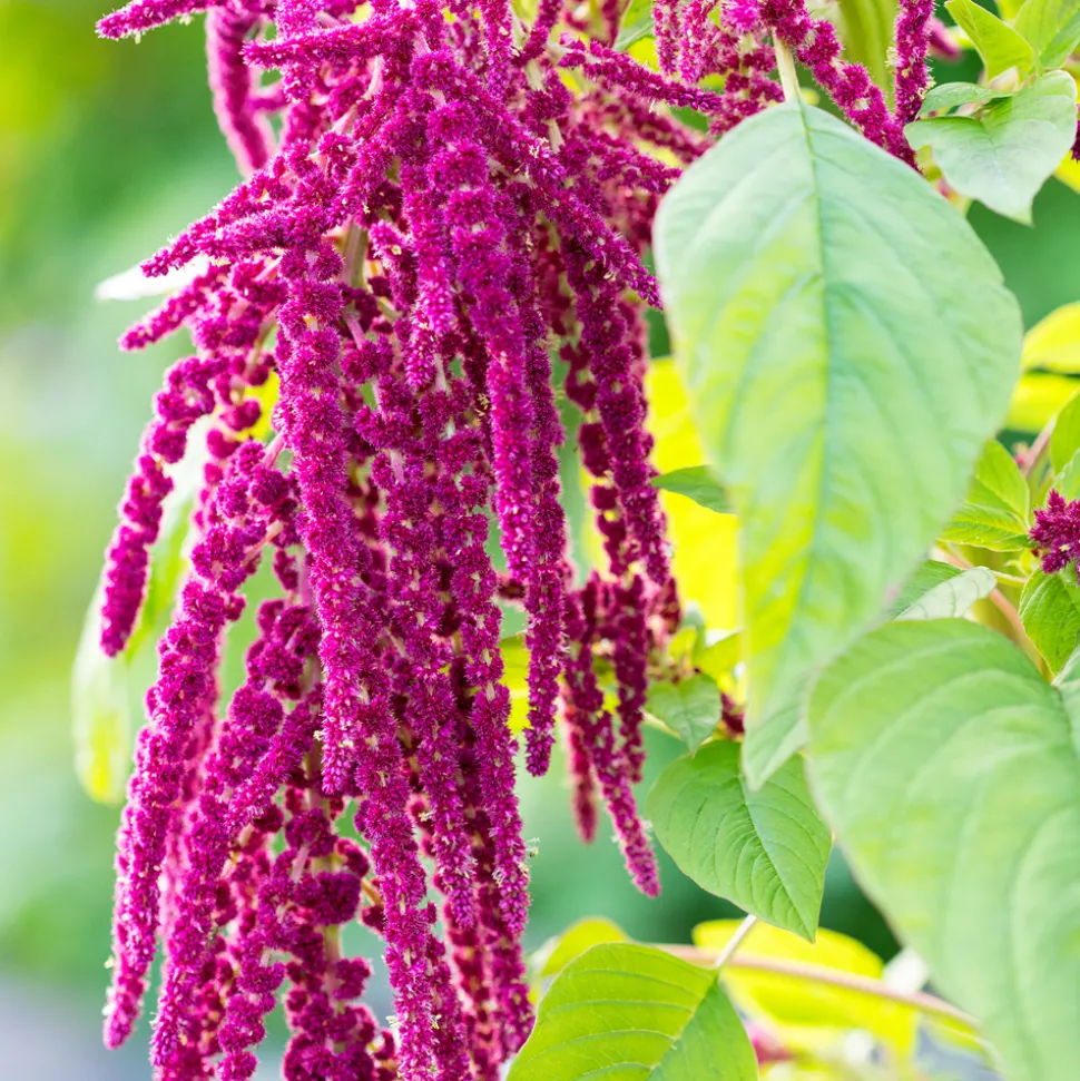 Rausch Repair-Conditioner mit Amaranth 30 ml