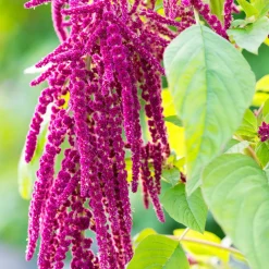 Rausch Repair-Serum mit Amaranth 30 ml