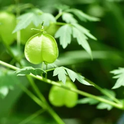 Rausch Sensitive-Shampoo mit Herzsamen 40 ml