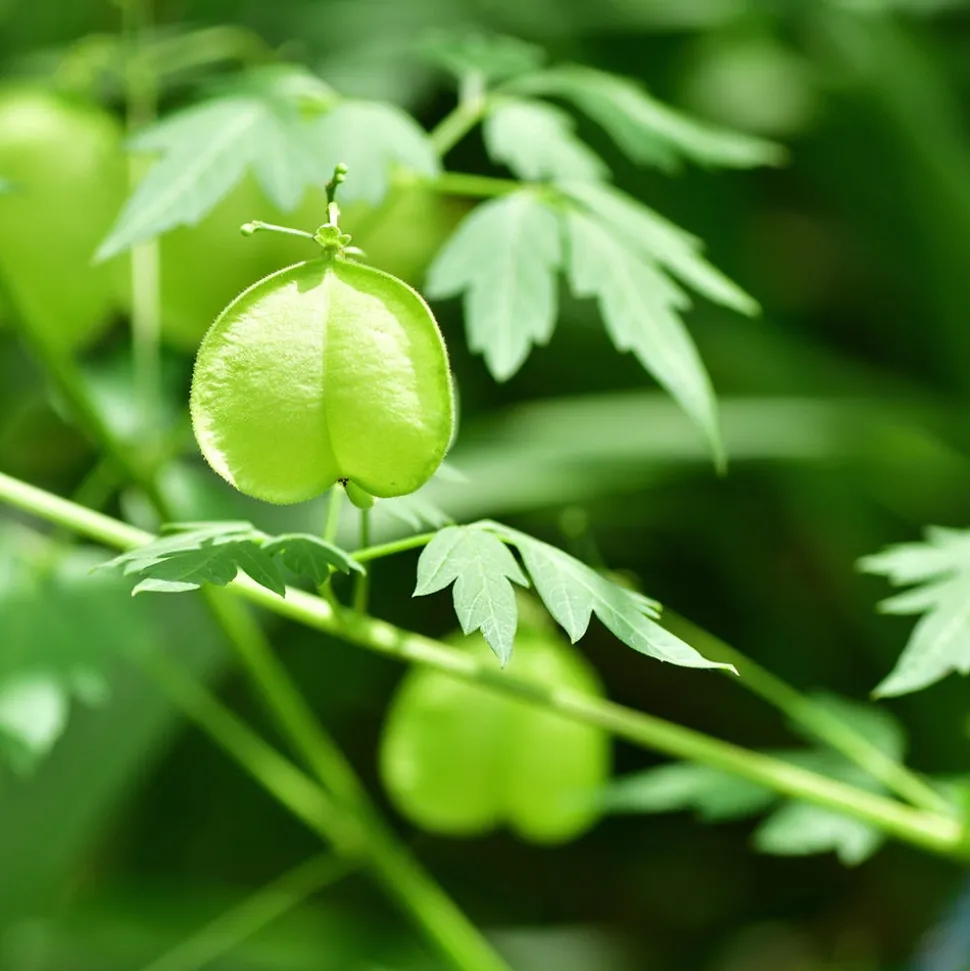 Rausch Sensitive-Shampoo mit Herzsamen 40 ml