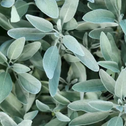 Rausch Silberglanz-Conditioner mit Salbei 30 ml