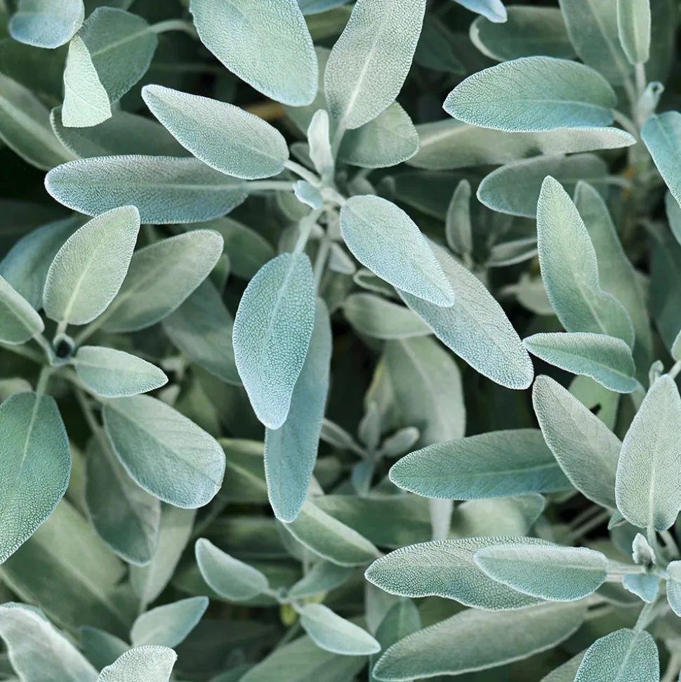 Rausch Silberglanz-Shampoo mit Salbei 200 ml