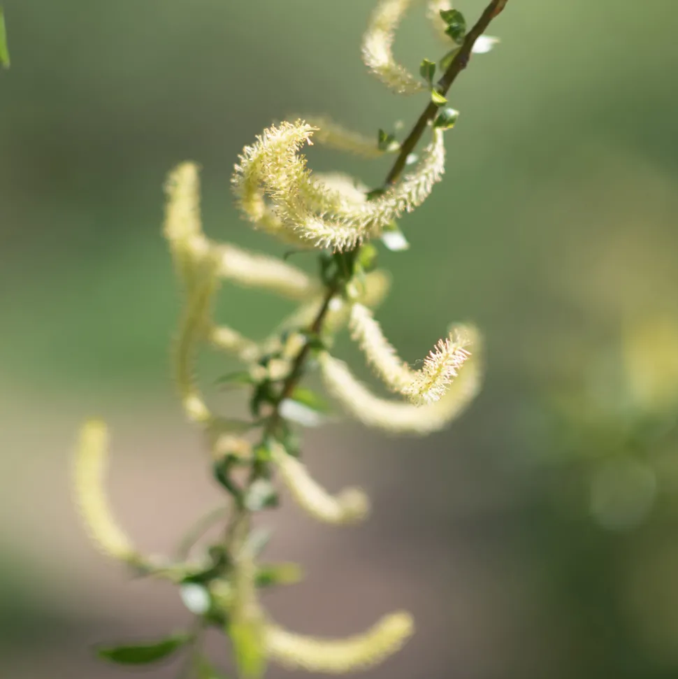 Rausch Spezial-Spray mit Weidenrinde 100 ml