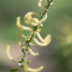 Rausch Speziel-Conditioner mit Weidenrinde 150 ml