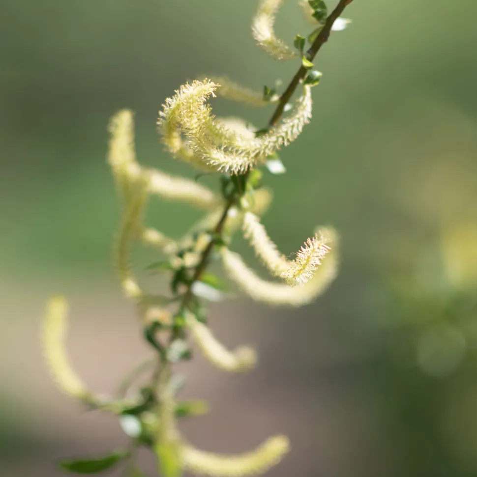 Rausch Speziel-Conditioner mit Weidenrinde 150 ml