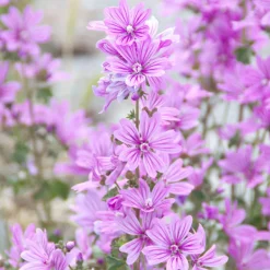 Rausch Volumen-Shampoo mit Malve 40 ml