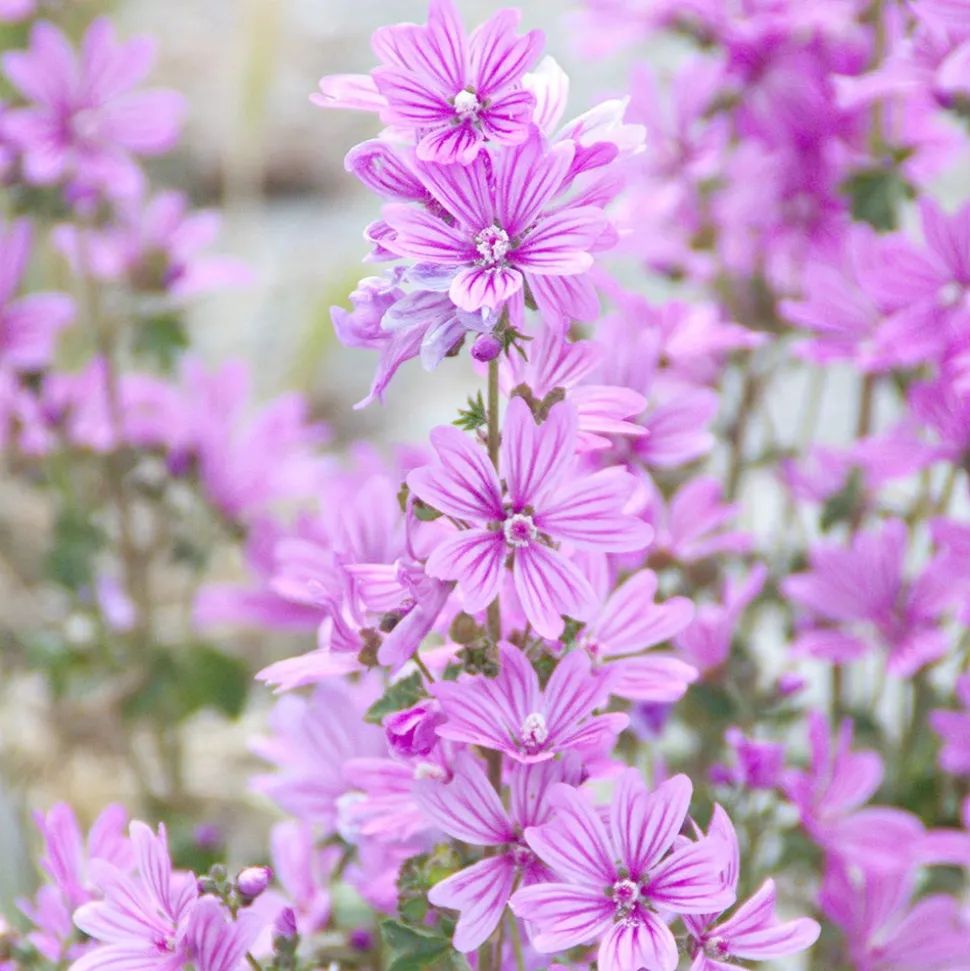 Rausch Volumen-Shampoo mit Malve 40 ml